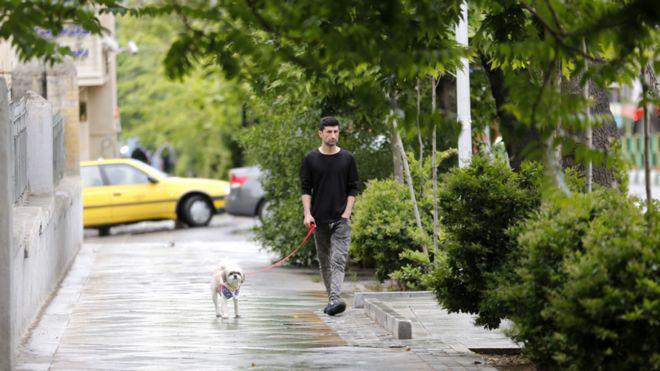 ifmat - Iran regime bans dog walking in public spaces in Tehran