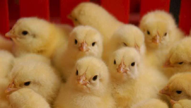 ifmat - Martyr foundation has monopolized 85 percent of chick market