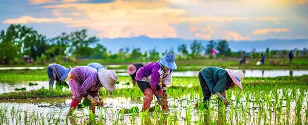 ifmat - Iran revolutionary guards enter the rice business